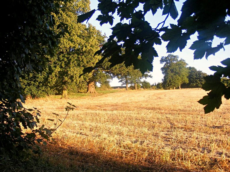 autumn-field-HD.jpg