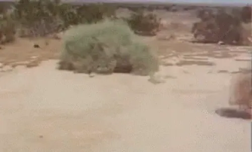 tumbleweed-acegif-17-gif.webp