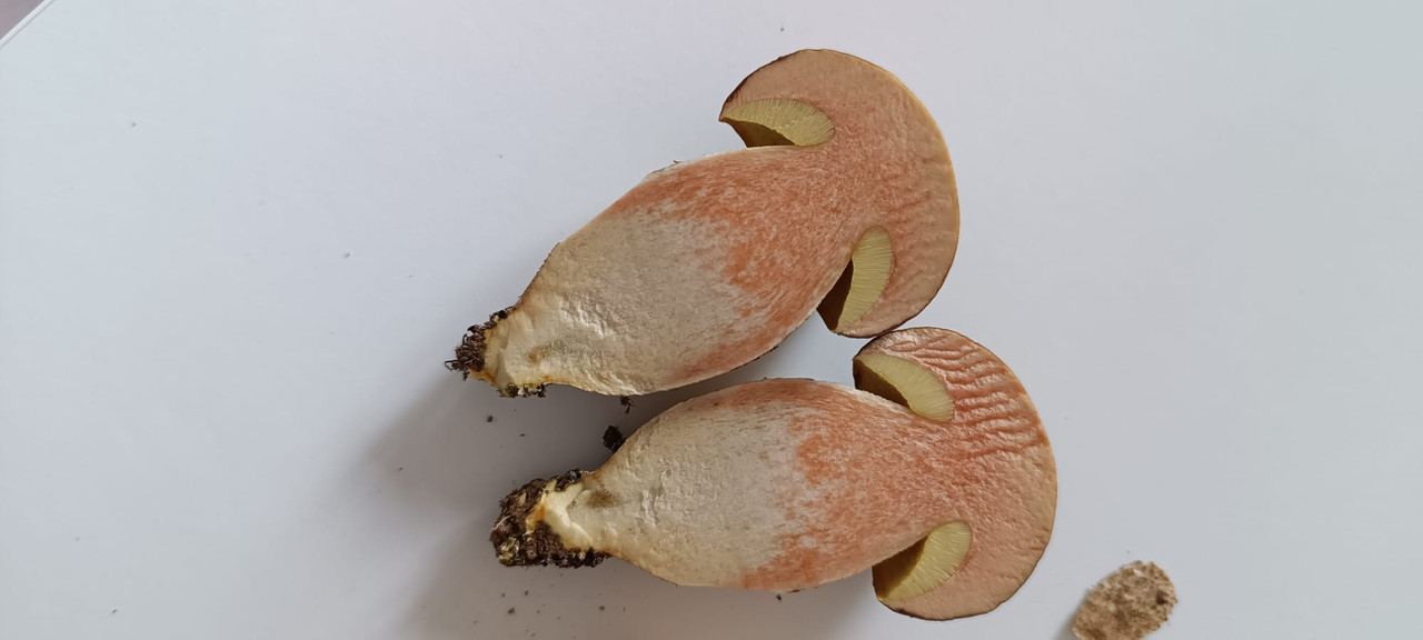 WhatsApp Image 2023-08-06 at 16.43.52 (1)