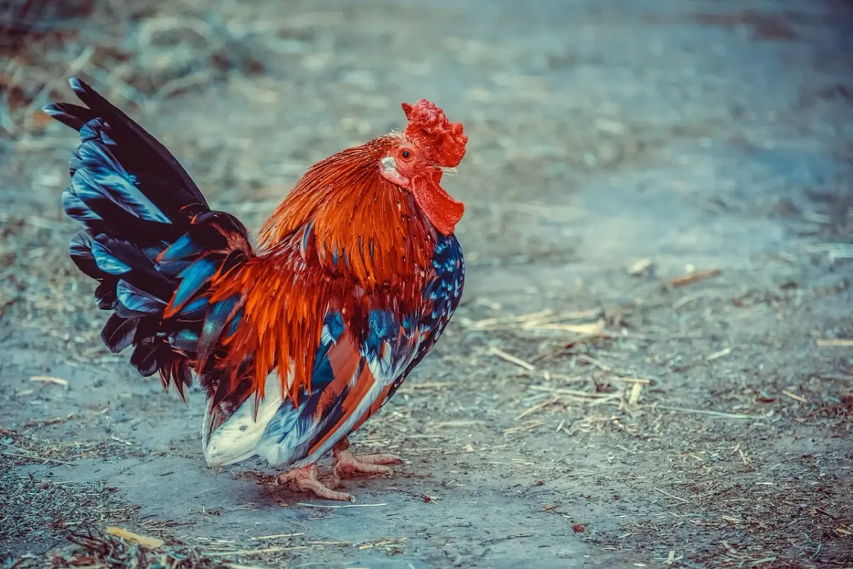 multi-chicken-3741129-1280.webp