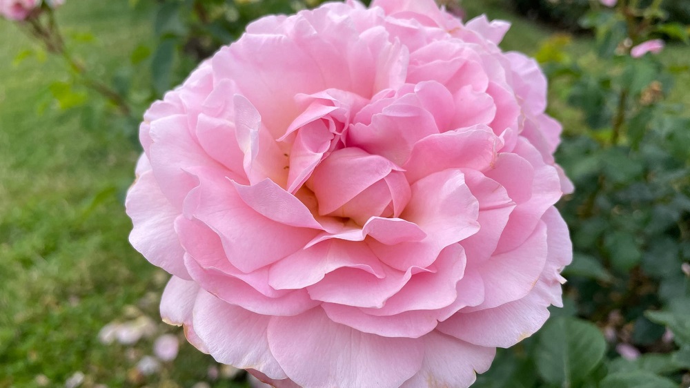 1655811541123-rosen-baden-baden-roseneneuheiten-120-104-v-16x9-2d-XL-77ed5d09bafd4e3cf6a5a0264e5e16