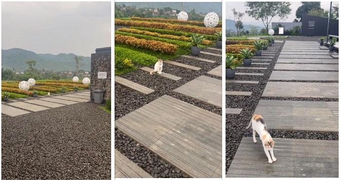 Ridwan Kamil menuturkan bahwa kucing tersebut selalu terlihat di dekat makam Eril meski tak ada yang mengurusnya.