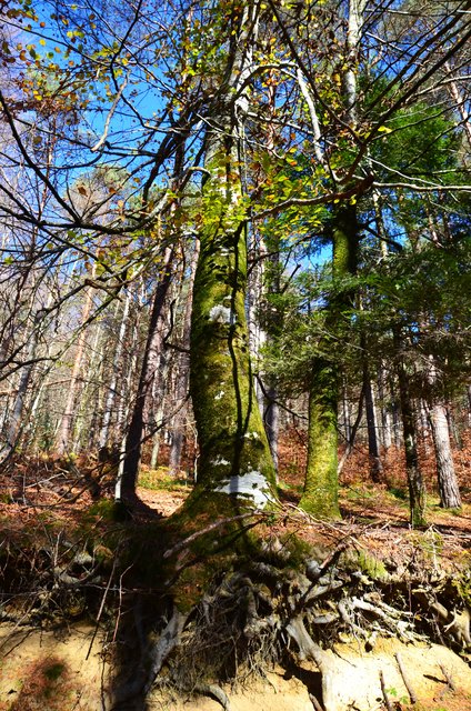 SELVA DE IRATI-14-11-2015-NAVARRA - Paseando por España-1991/2024 (60)