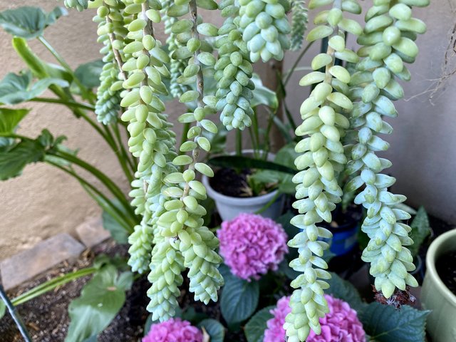 [Image: 693-FE182-5108-4443-9-D8-B-2-D65343-F054-C.jpg]