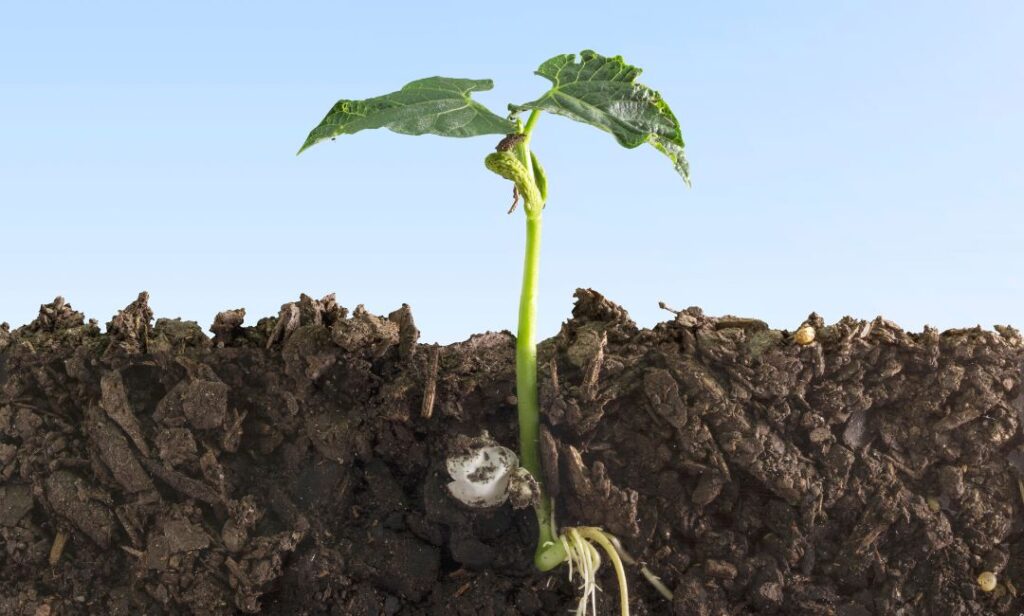 Why Healthy Soil is a Big Deal