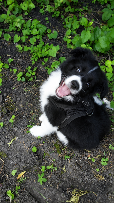 Anya waiting eagerly with her leash on