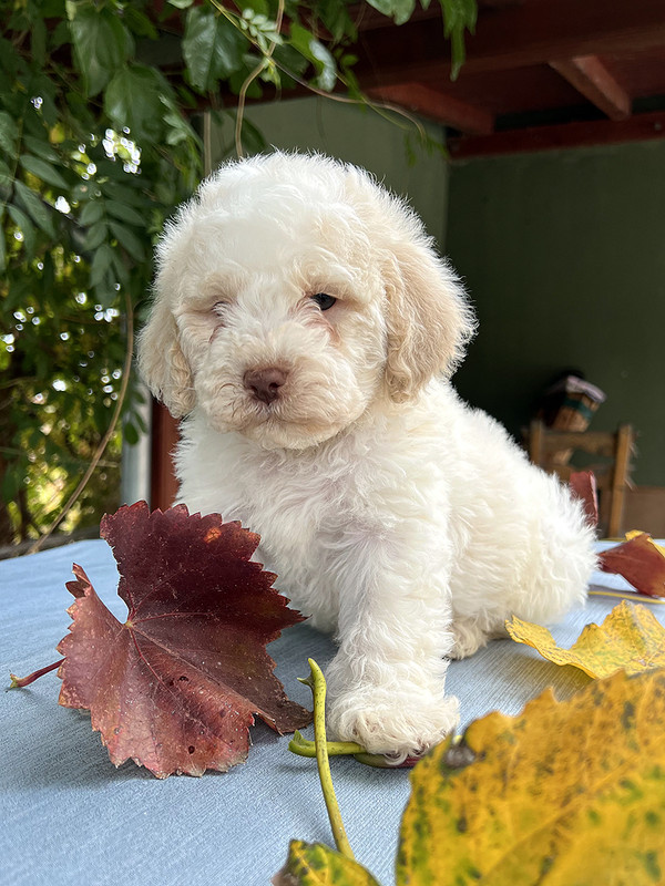 Ideal Dale Einstein – postimg photo 6