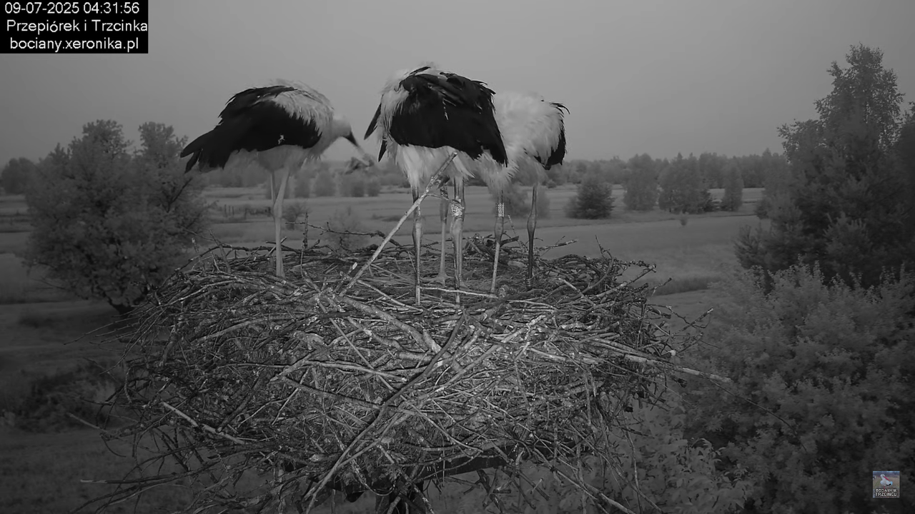 09072025bociany8