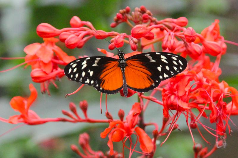 DE TORTUGAS Y PEREZOSOS. COSTA RICA 2019 - Blogs de Costa Rica - DIA 11: TIROLINAS EN MONTEVERDE Y TOUR NOCTURNO POR LA SELVA (45)