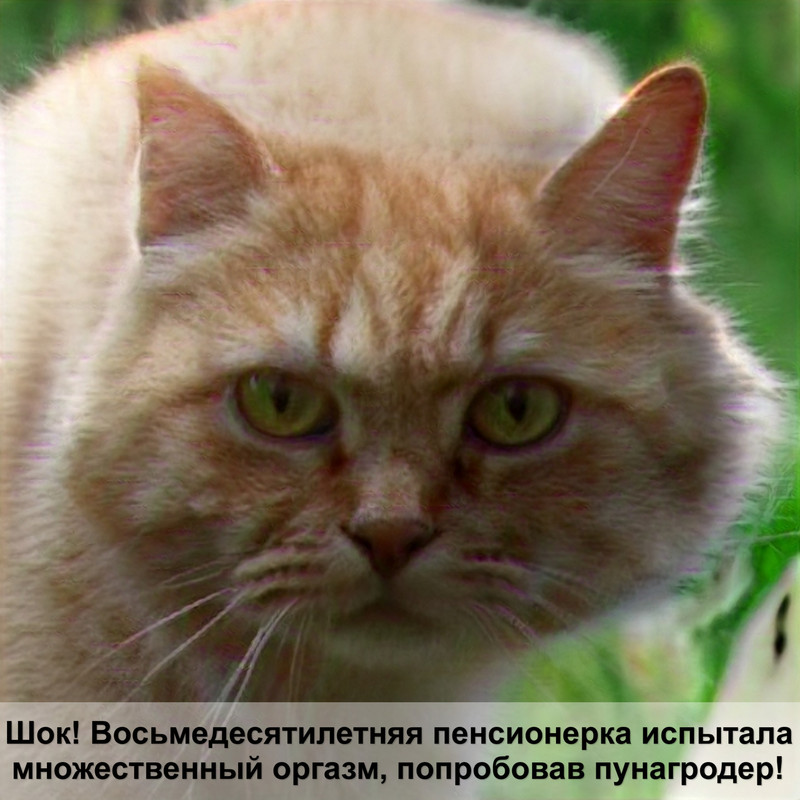 лишай на носу у кошки