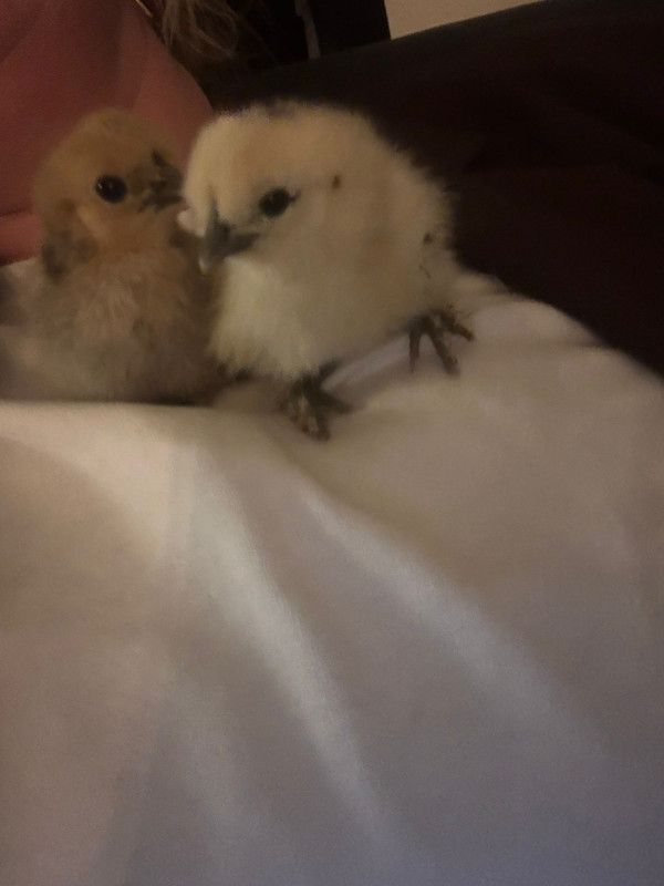 90fd606d ee3f 4e0e 9845 6ec7293e809f