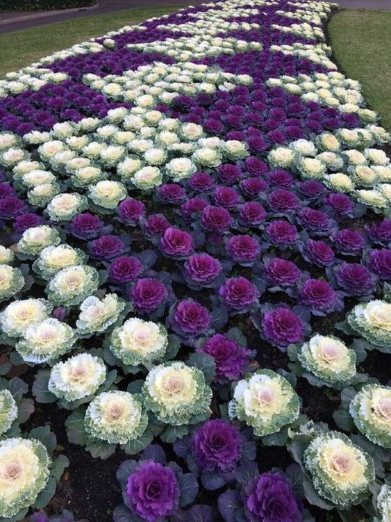 purplewhiteflowers.jpg