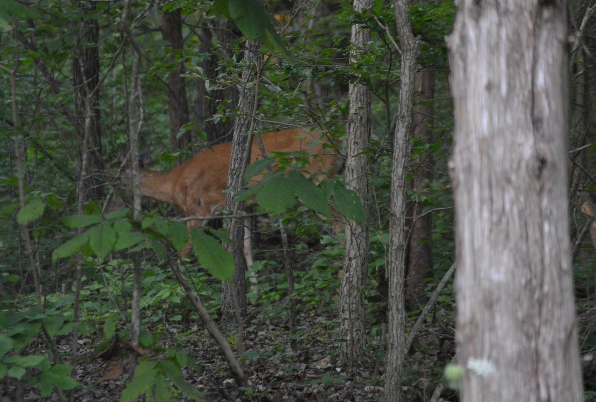 2021-7-14 Deer (4)