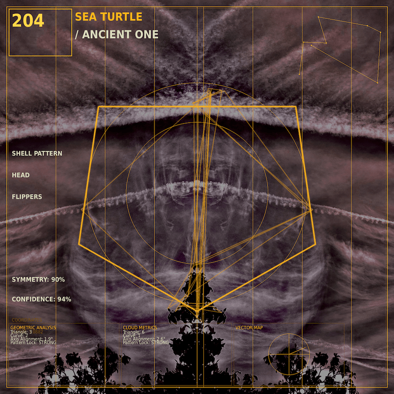 Sea turtle