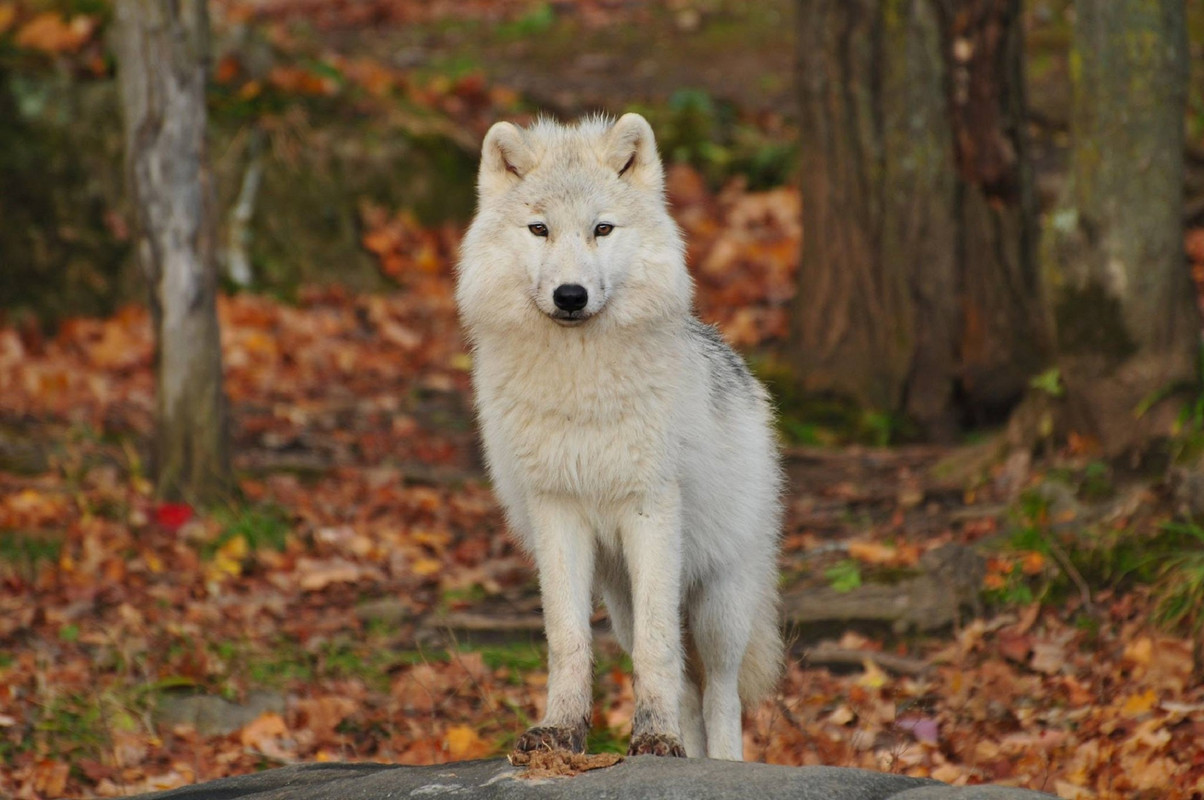 Test de personalidad del lobo ¿Eres o no una persona romántica?