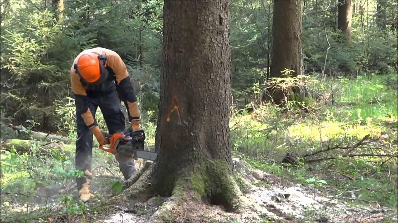 [Bild: Baum1.jpg]