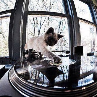 Cat touching record on turntable
