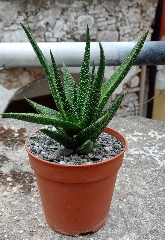 Haworthia fasciata (1)