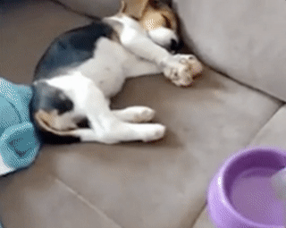 daily-gifdump-3400-08.gif