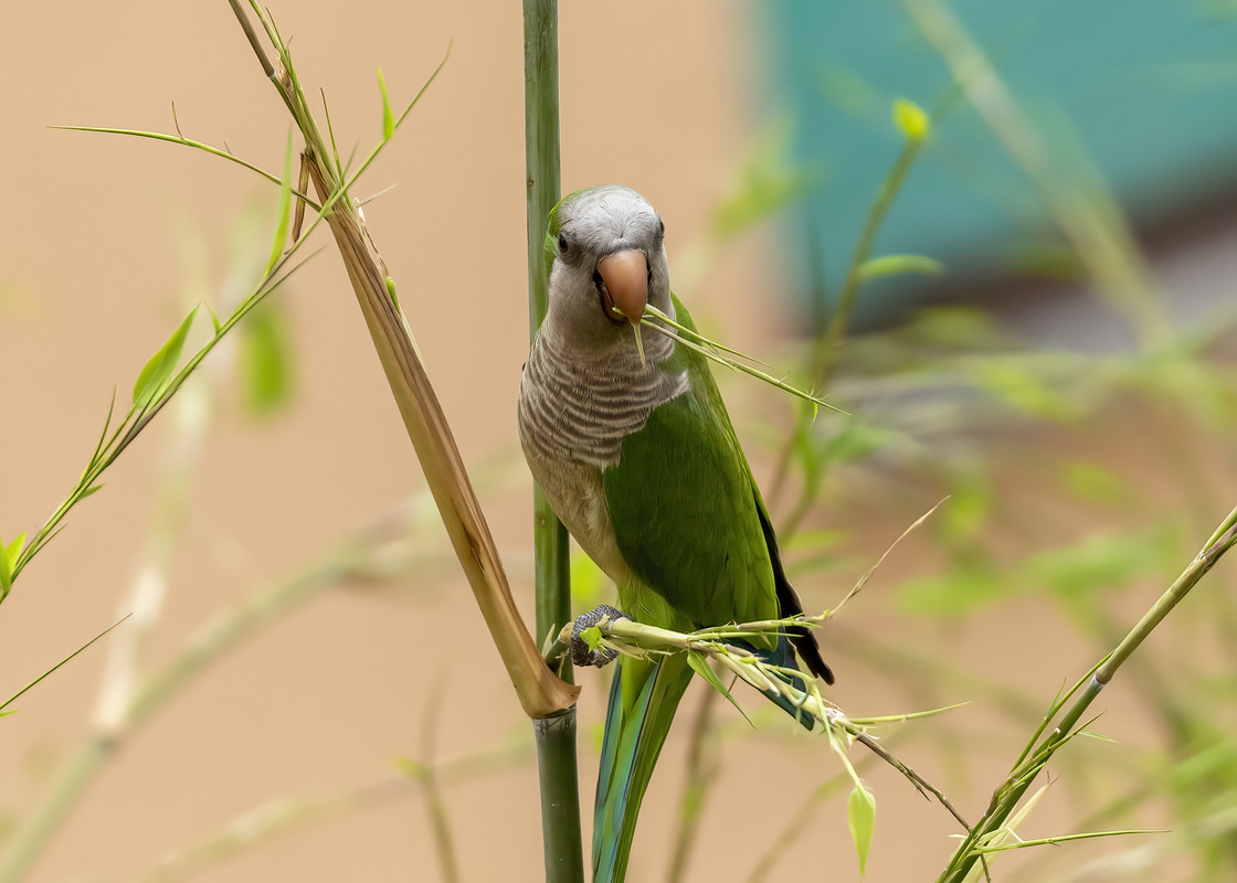 _27A0542-PAPPAGALLO E BAMBU
