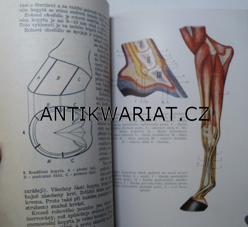 11a-AWECKO00011