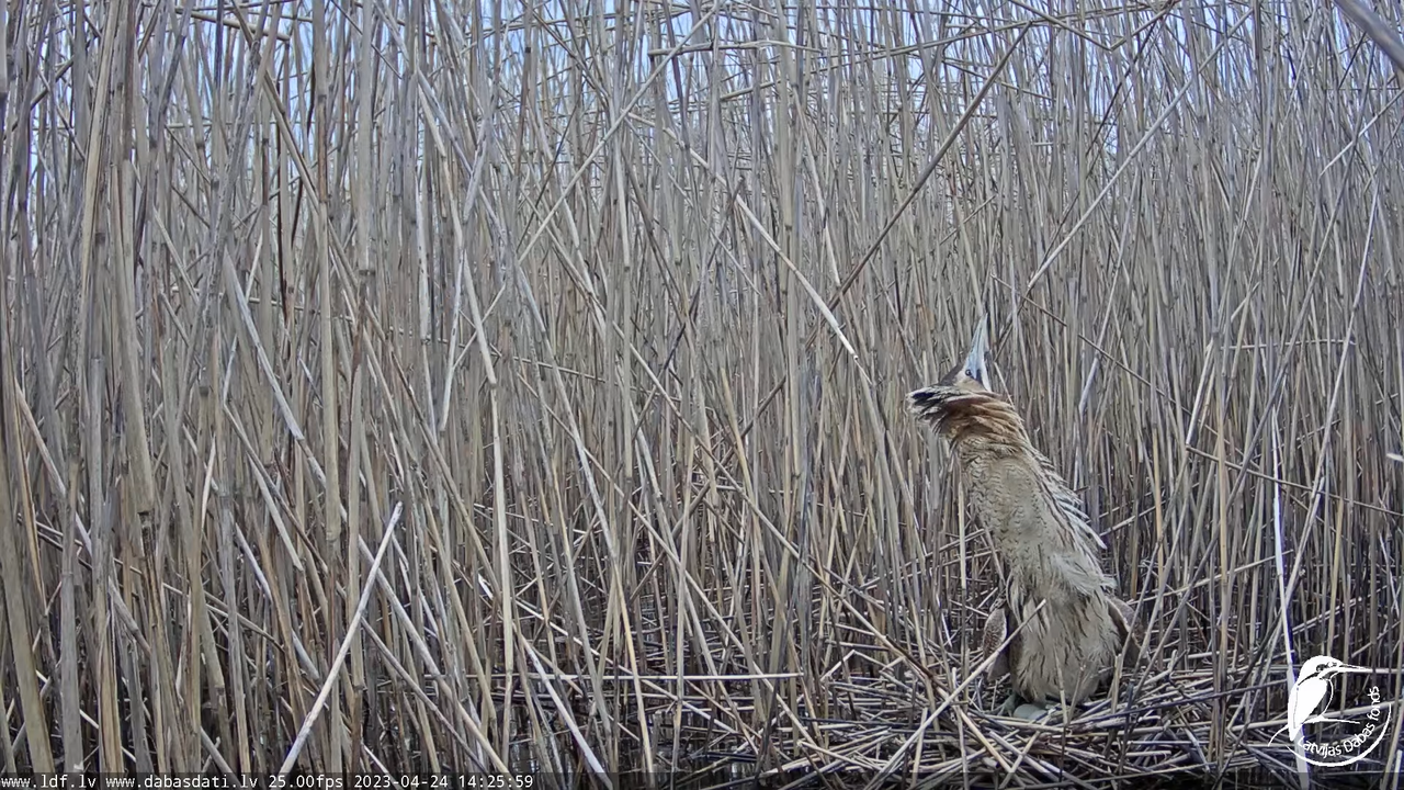 Lielais dumpis (Botaurus stellaris) Engurē - LDF tiešraide 11-21-35 screenshot