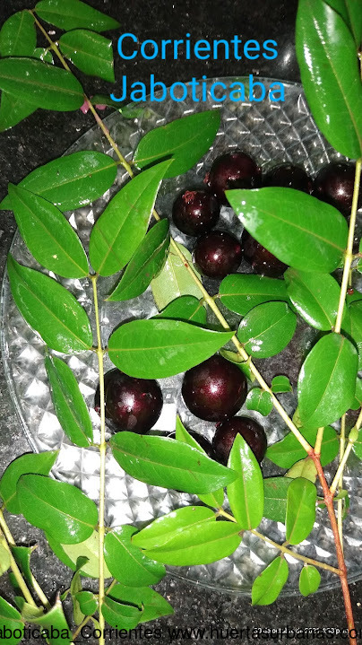 Huertasurbanas_com-IMG_20211030_163810178_2.jpg-20211030_184628Jaboticaba_Corrientes