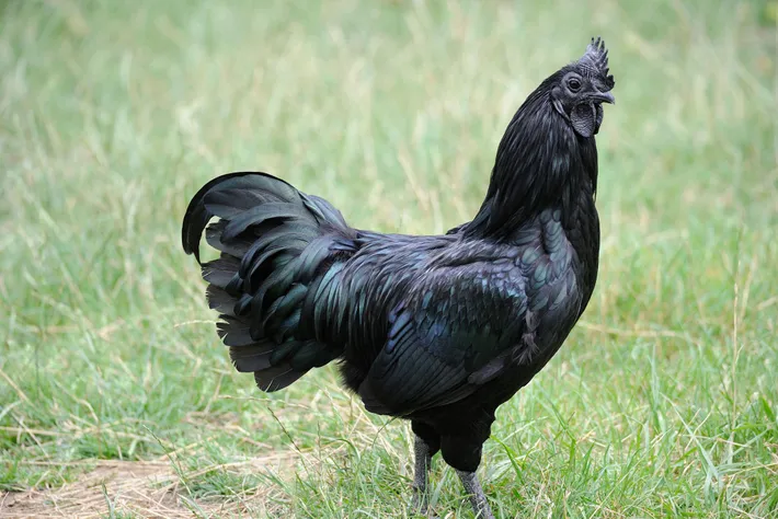 01-chicken-breed-black-jr2m68.webp