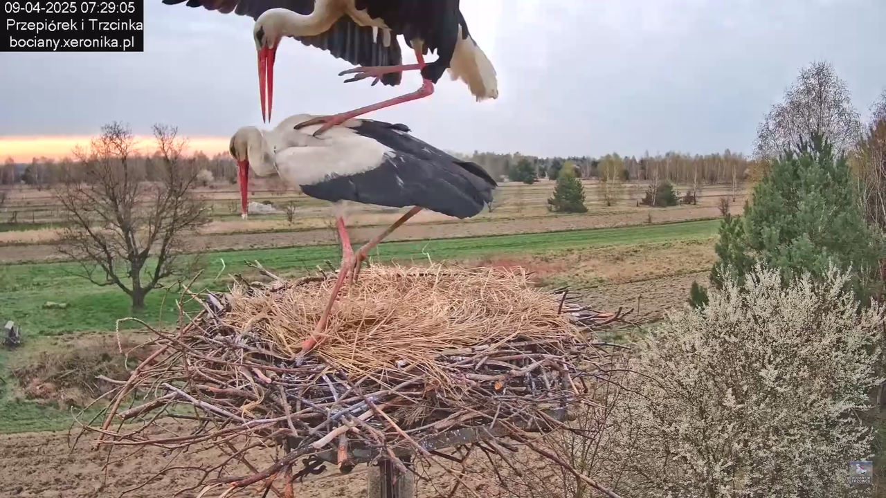 09042025bociany_45
