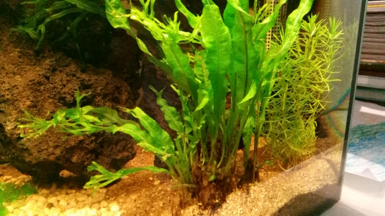 WhatsApp Image 2018-05-17 at 20.56.25(1)