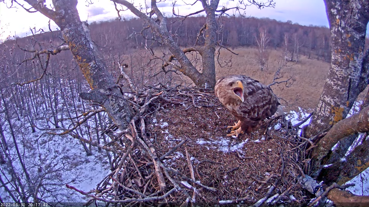 Merikotkas__Haliaeëtus albicilla 15-20-31 screenshot