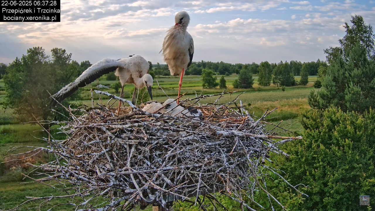 22062025bociany9