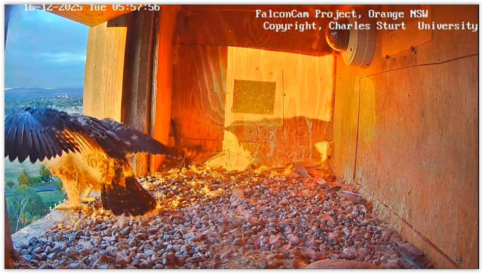 Screen Shot 12 16 25 at 06 05 PM 001