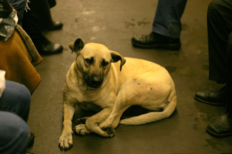 moscow street dogs