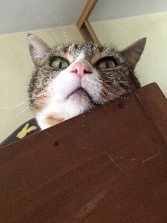 EF592-B0-A-A8-F7-42-D7-ABED-ACADE4776-DC