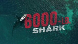 6000-LB-Shark-2024-720p-MAX-WEB-DL-DDP2-0-H-264-HUN-AWS.png