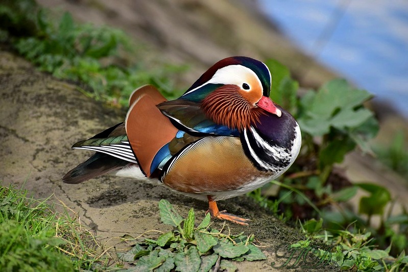 mandarin-duck-alone-HD.jpg