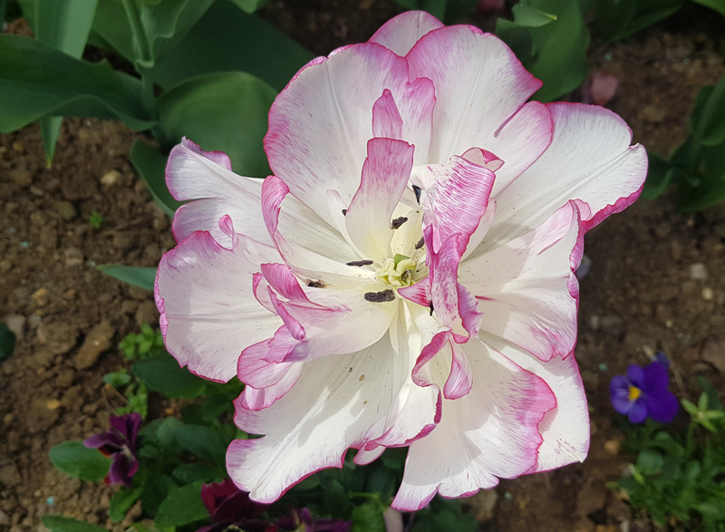 [Image: y20200416-130343.jpg]