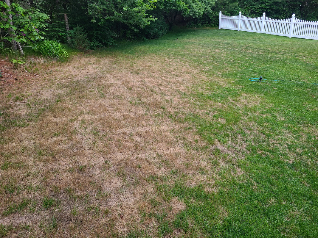 Drought recovery Lawn Care Forum