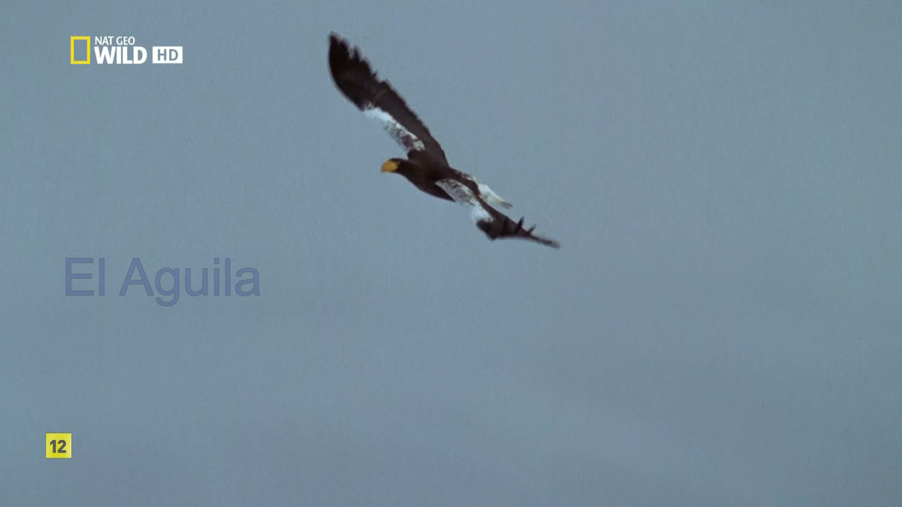 El águila_El reinado del cielo (2014) 1080p