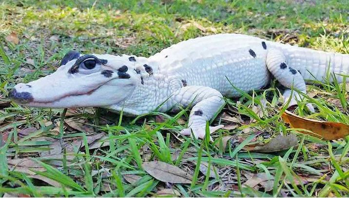 https://i.postimg.cc/5NnTJkfQ/albino-aligator.jpg
