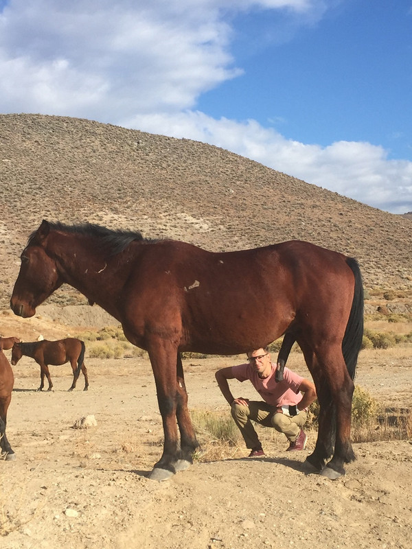horsepenis.jpg