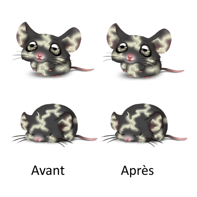 https://i.postimg.cc/5NpWyXpd/souris-foudre-presentation2.png