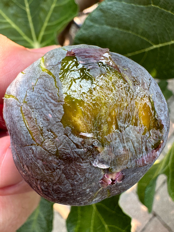 figs-87.jpg