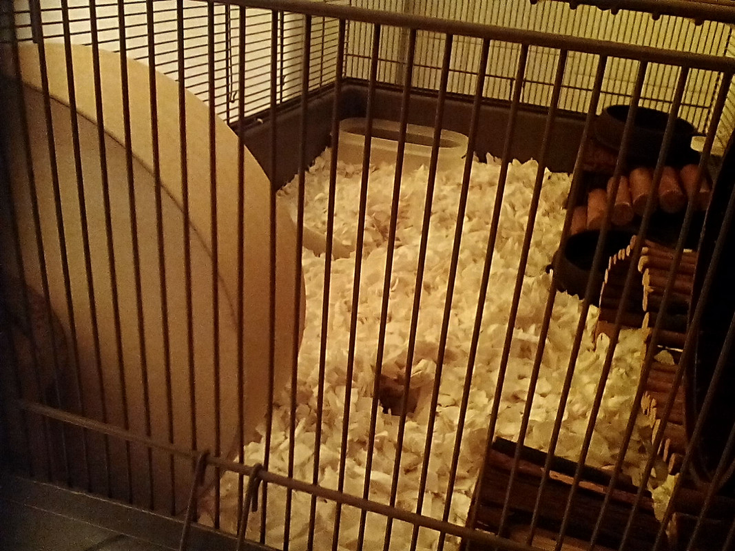 IMG_20191109_200445_1