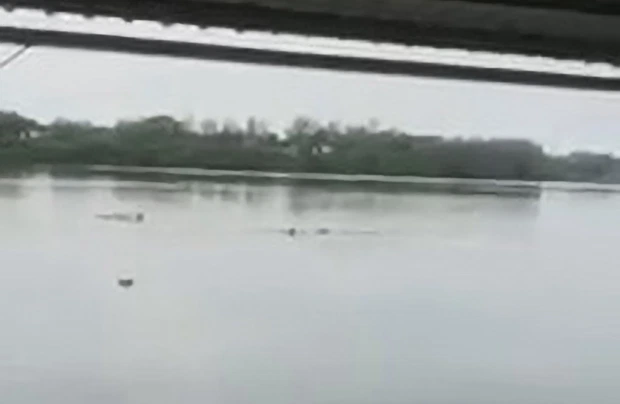 Detik-detik pria berenang diterkam buaya ganas