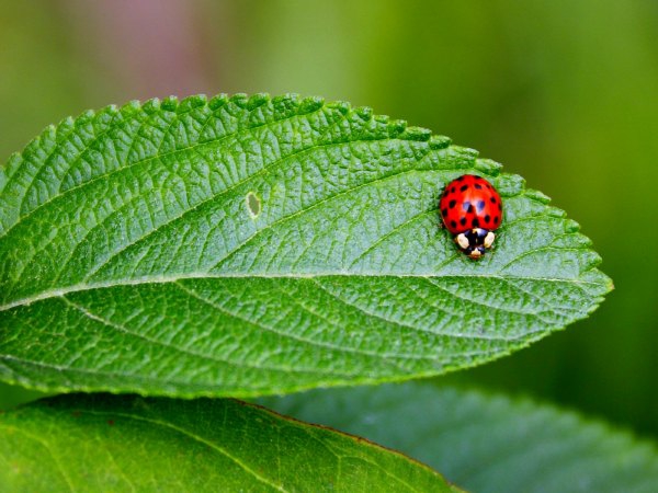 Repelente casero contra las plagas de tu jardín