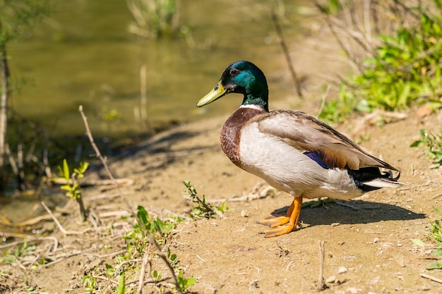 Mallard Ducks Eat