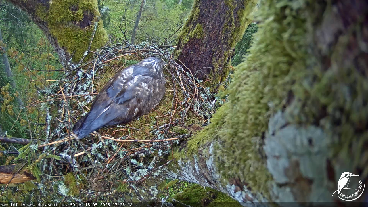 Melnās klijas (Milvus migrans) Kurzemē_ peļu klijāni (Buteo buteo) 16-3-25 screenshot