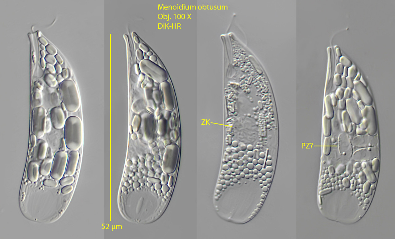 A0450-Menoidiumobtusum-P8265427-57